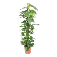 Load image into Gallery viewer, Epipremnum aureum - Devils Ivy, Pothos - Root Houseplants
