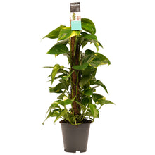 Load image into Gallery viewer, Epipremnum aureum - Devils Ivy, Pothos - Root Houseplants

