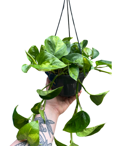 Epipremnum aureum 'Global Green' - Root Houseplants