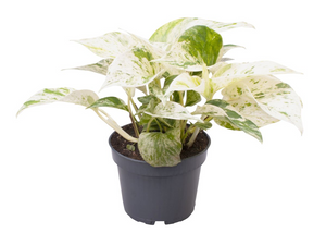 Epipremnum aureum 'Marble Queen' - Root Houseplants