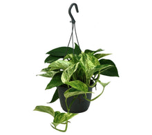 Load image into Gallery viewer, Epipremnum aureum &#39;Marble Queen&#39; - Root Houseplants
