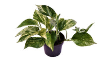 Load image into Gallery viewer, Epipremnum aureum &#39;Marble Queen&#39; - Root Houseplants

