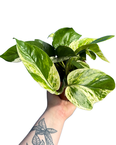 Epipremnum aureum 'Marble Queen' - Root Houseplants