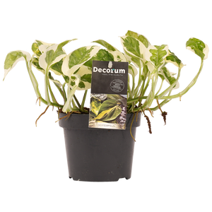 Epipremnum aureum 'NJOY' - Root Houseplants