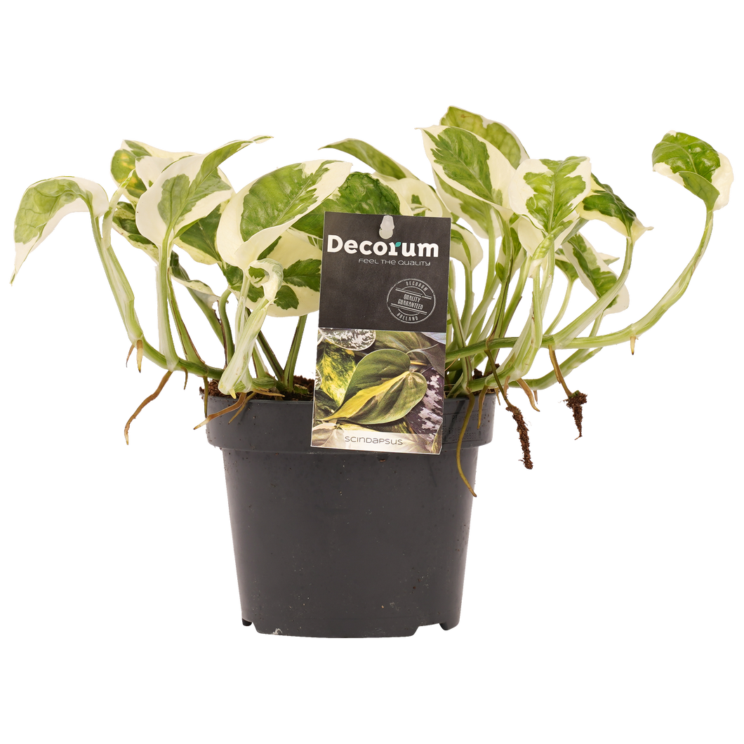 Epipremnum aureum 'NJOY' - Root Houseplants