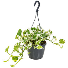 Lade das Bild in den Galerie-Viewer, Epipremnum aureum &#39;NJOY&#39; - Root Houseplants
