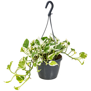 Epipremnum aureum 'NJOY' - Root Houseplants