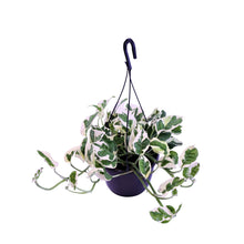 Lade das Bild in den Galerie-Viewer, Epipremnum aureum &#39;NJOY&#39; - Root Houseplants
