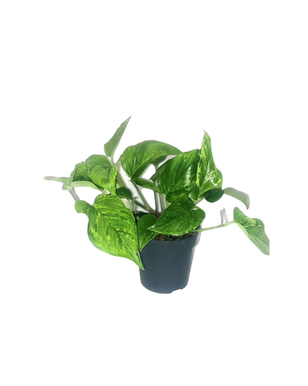 Epipremnum 'Green Marble' - Root Houseplants