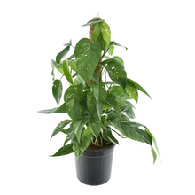 Load image into Gallery viewer, Epipremnum pinnatum &#39;Albo-Variegata&#39; - Root Houseplants
