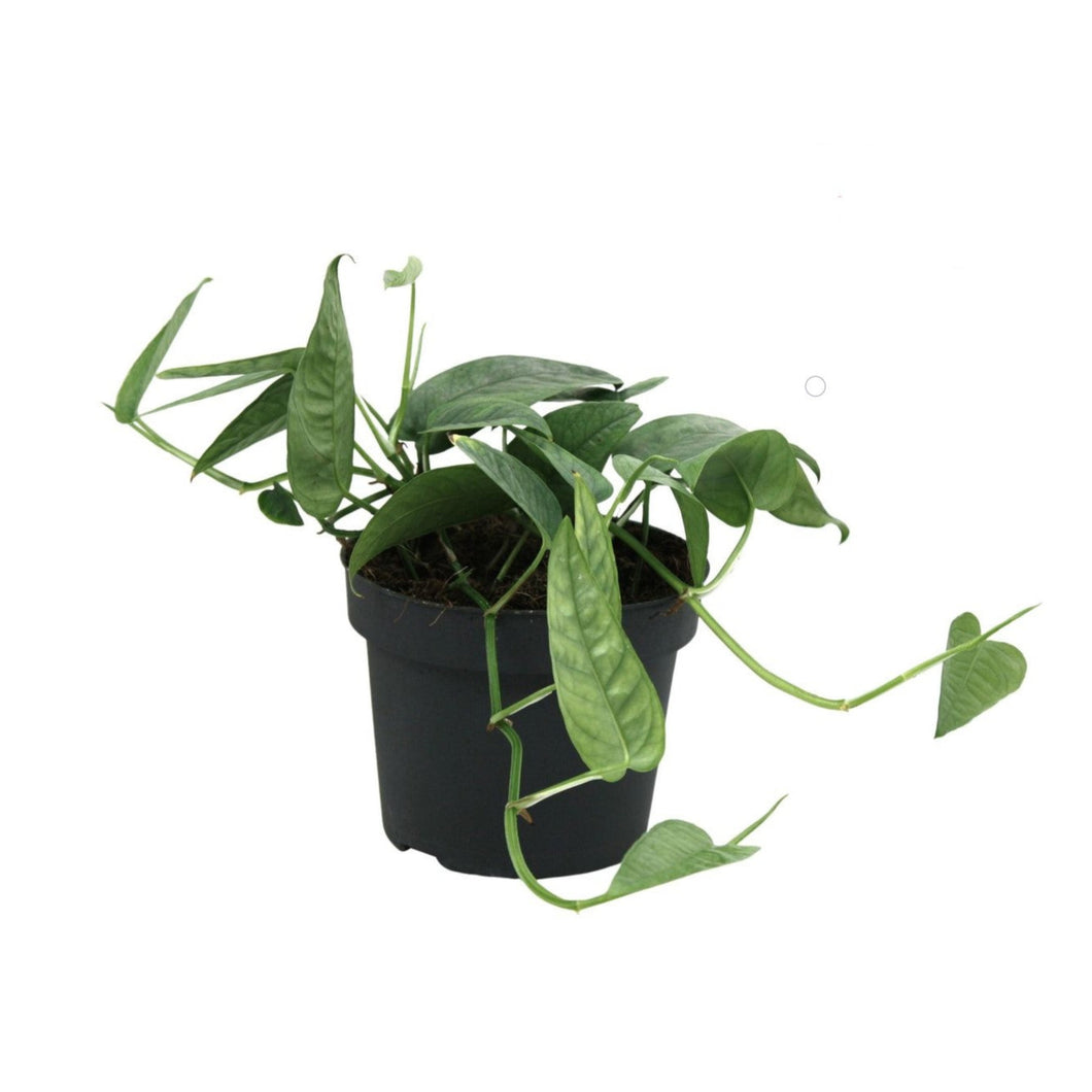 Epipremnum pinnatum 'Cebu Blue' - Root Houseplants