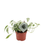 Carica l&#39;immagine nel visualizzatore di Gallery, Epipremnum pinnatum &#39;Marble Variegated&#39; - Root Houseplants
