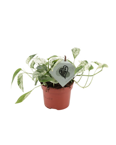 Epipremnum pinnatum 'Marble Variegated' - Root Houseplants