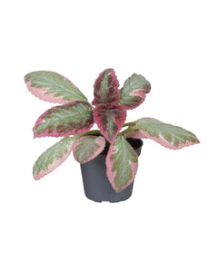 Episcia 'Pink Brocade' - Root Houseplants