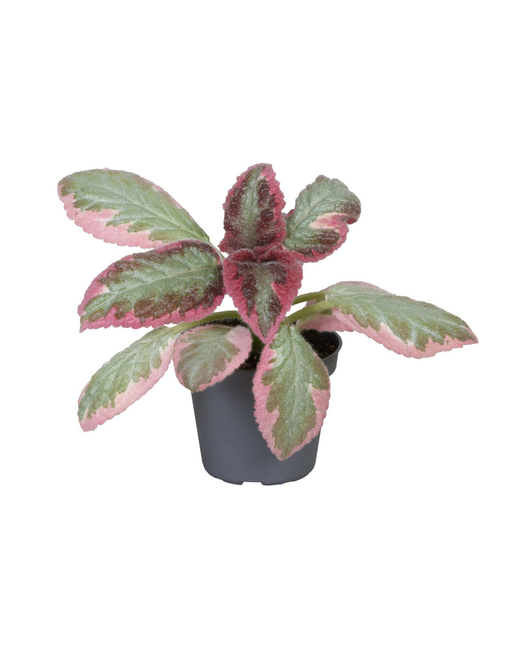 Episcia 'Pink Brocade' - Root Houseplants
