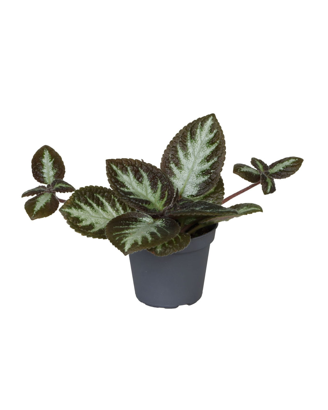 Episcia 'Silver Shield' - Root Houseplants