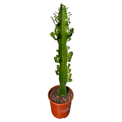Euphorbia abyssinica - Root Houseplants