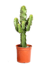 Charger l&#39;image dans la galerie, Euphorbia abyssinica - Root Houseplants
