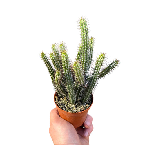 Euphorbia baioensis - Root Houseplants