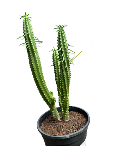 Euphorbia cv. Macguffin - Root Houseplants