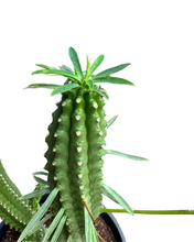 Load image into Gallery viewer, Euphorbia cv. Macguffin - Root Houseplants
