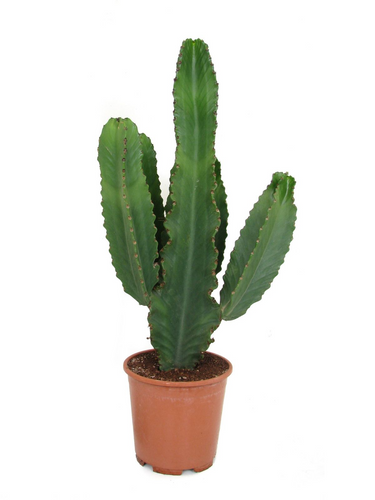 Euphorbia ingens - Root Houseplants