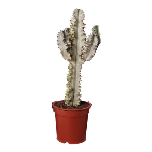 Euphorbia ingens 'Variegata' - Root Houseplants