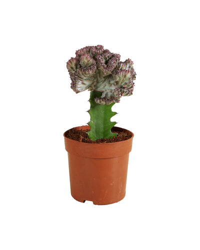 Euphorbia lactea 'Cristata' - Root Houseplants