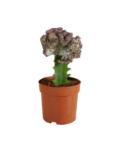 Euphorbia lactea 'Cristata' - Root Houseplants