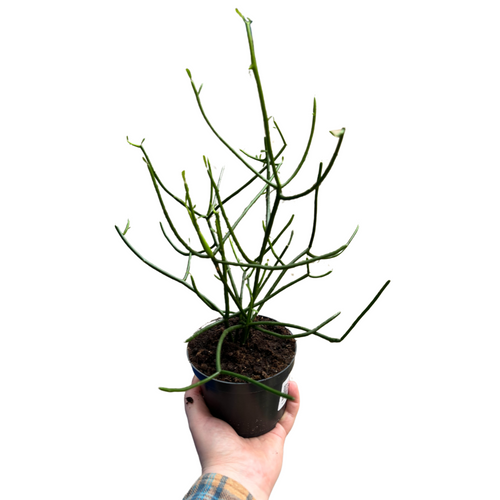 Euphorbia tirucalli - Root Houseplants