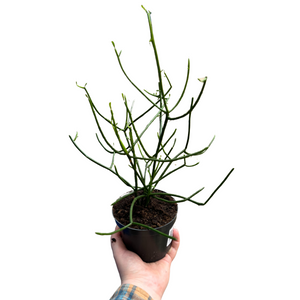 Euphorbia tirucalli - Root Houseplants