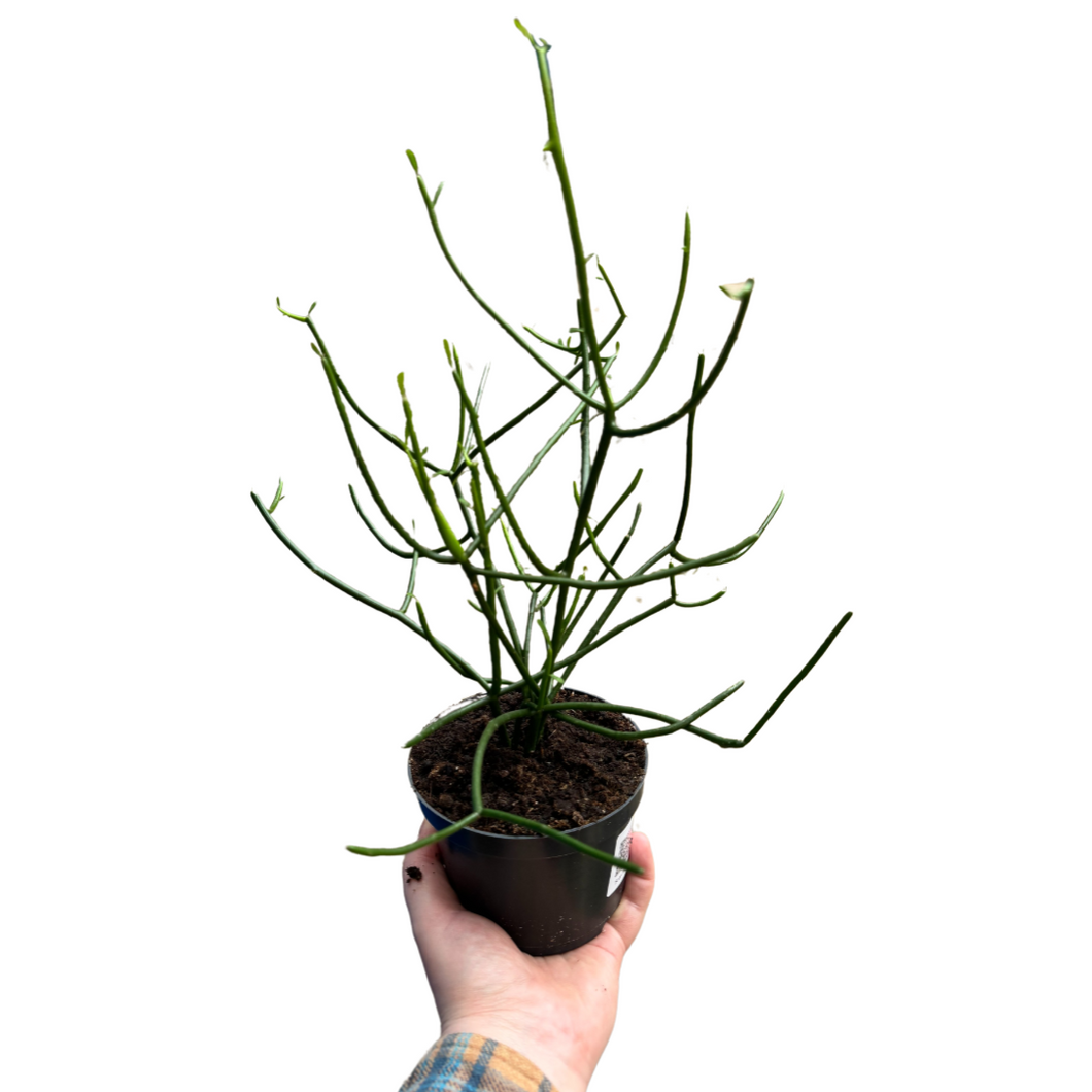 Euphorbia tirucalli - Root Houseplants