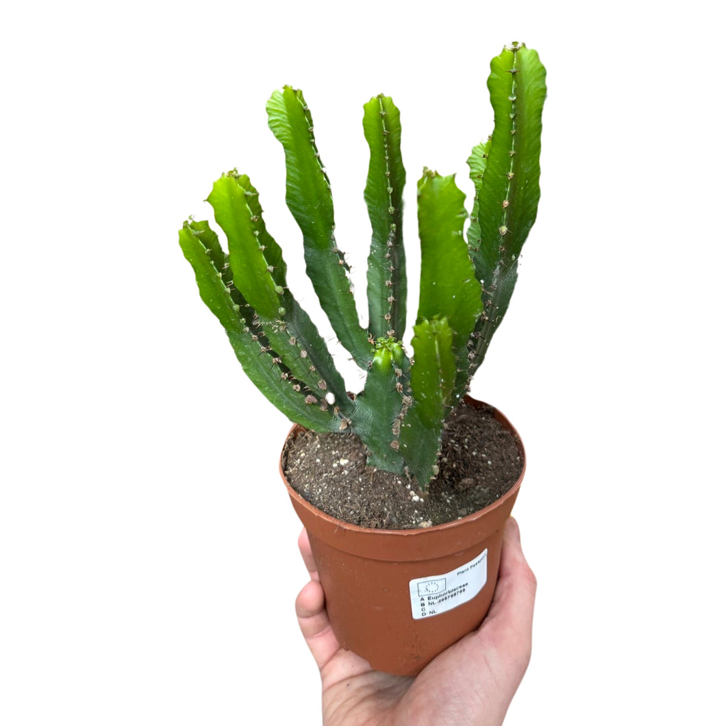 Euphorbia triangularis - Root Houseplants
