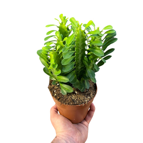 Euphorbia trigona - Root Houseplants