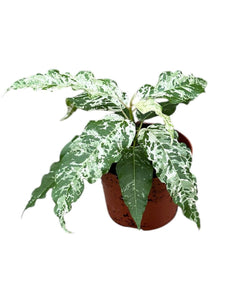 Ficus aspera 'Snowstorm' - Root Houseplants