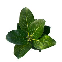 Load image into Gallery viewer, Ficus benghalensis (Ficus Audrey) - Root Houseplants
