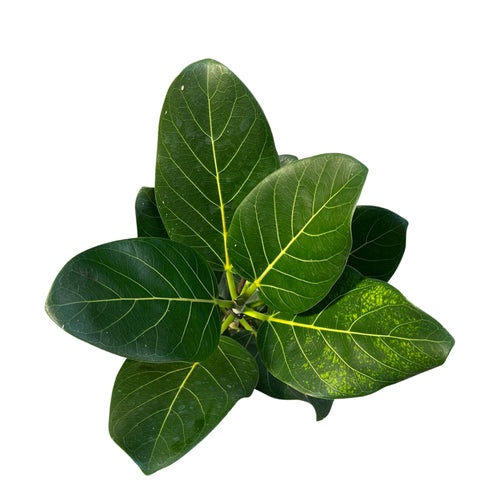 Ficus benghalensis (Ficus Audrey) - Root Houseplants