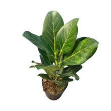 Load image into Gallery viewer, Ficus benghalensis (Ficus Audrey) - Root Houseplants
