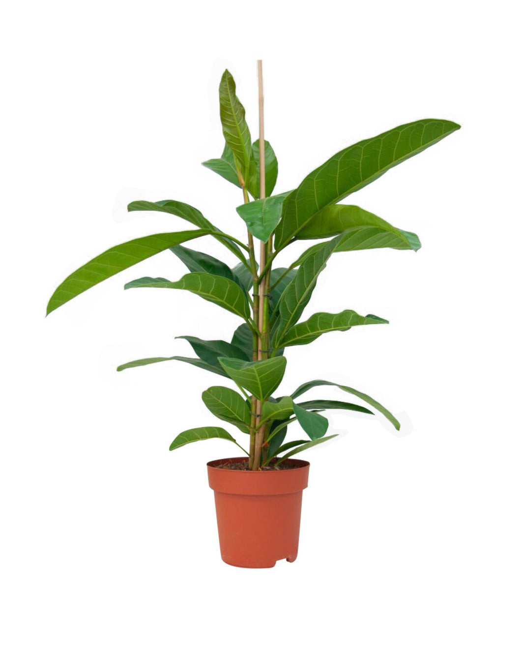 Ficus benghalensis 'Roy' - Root Houseplants