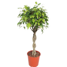 Load image into Gallery viewer, Ficus benjamina - Root Houseplants

