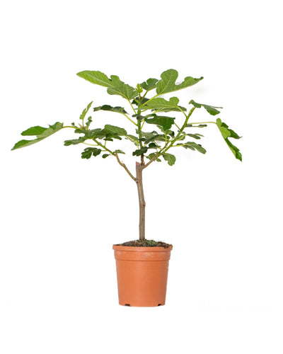 Ficus carica - Root Houseplants