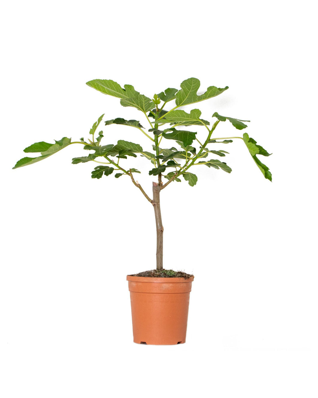 Ficus carica - Root Houseplants