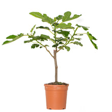 Load image into Gallery viewer, Ficus carica - Root Houseplants
