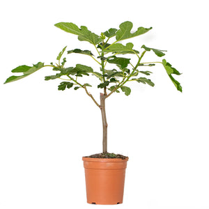 Ficus carica - Root Houseplants