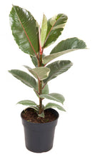 Lade das Bild in den Galerie-Viewer, Ficus elastica - Root Houseplants

