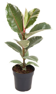 Ficus elastica - Root Houseplants