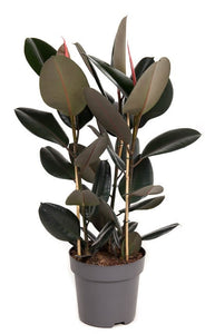 Ficus elastica - Root Houseplants