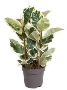 Ficus elastica - Root Houseplants