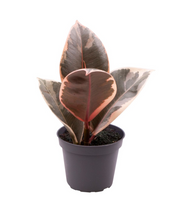 Lade das Bild in den Galerie-Viewer, Ficus elastica - Root Houseplants
