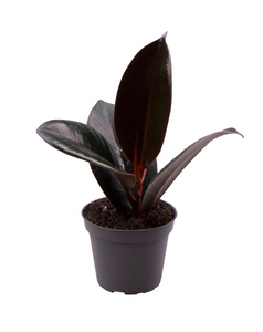 Ficus elastica - Root Houseplants